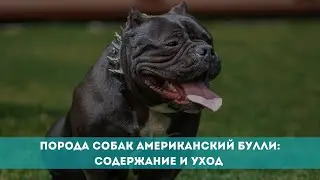 Порода собак Американский булли: содержание и уход