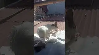 Kucing Kampung