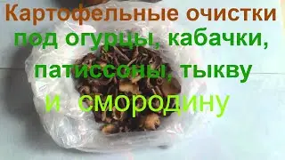 ❤🏡POTATO PEELINGS. HOW TO INCREASE THE YIELD OF CUCUMBERS, ZUCCHINI, PUMPKIN, SQUASH, AND BLACK C...