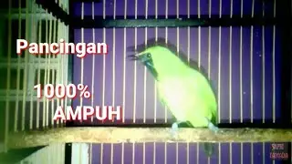 CUCAK IJO RAJIN BUNYI