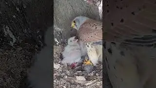 Male kestrel learns to 'dad'