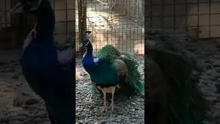 Burung merak cantik #masukberanda
