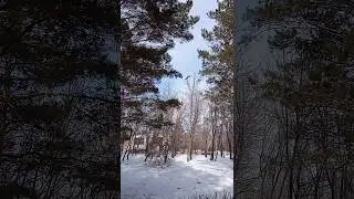 прыжок достойный рекорда😄👍 невероятное спасение белки!