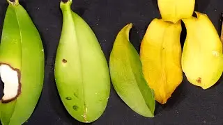 Why do orchid leaves turn yellow? The main reasons.