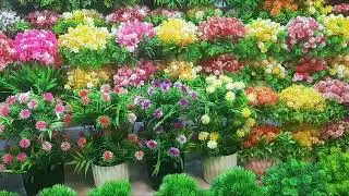 Flower Shop|Beauty Flower|