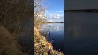 поклевки леща на донку