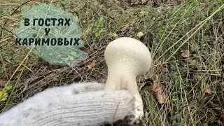 Едем за картошкой , собираем грибы .