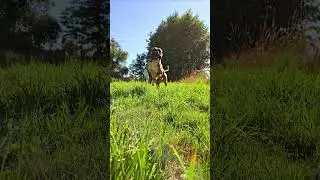flying boxer dog