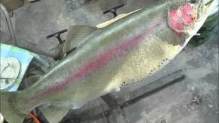 Creating Trout Replica Trophy Mount