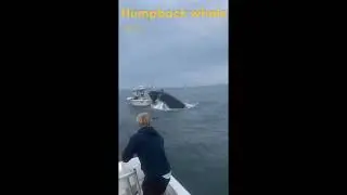 Whale that escalated quickly! I’m hoping that the whale as well as everyone else is okay!