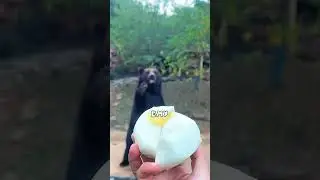 A man gave a bear a bun with honey ❤️ 