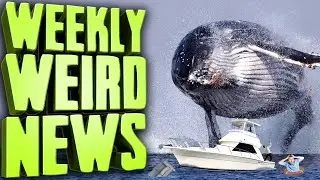 More Aquatic Attacks on Humans?! - Weekly Weird News