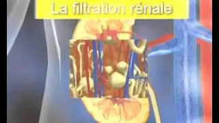 Voyage au sein de la fonction rénale