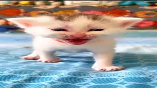 СОСАТЬ АМЕРИКА!!!!