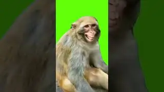 GREENSCREEN CHROMAKEY BACKGROUND CHANGE VFX VIDEO FOOTAGE MONKEY LAUGH MEME LAUGHING