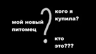 Мой новый питомец