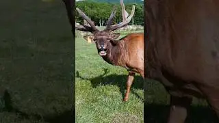 🦌