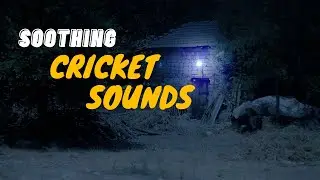 30mins of Soothing Cricket Sounds