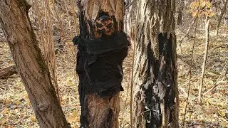 Жуткая находка в лесу 😳