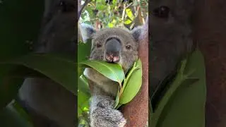 Watch a koala munch on eucalyptus leaves 🍃