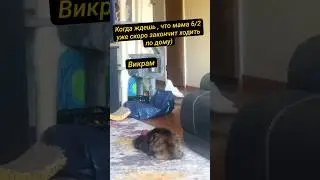 Когда мама 6/2 ходит по квартире и говорит сама с собой #дизайнчеловека #викрамдизайнчеловека