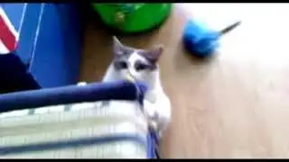 Веселуха у кота)))