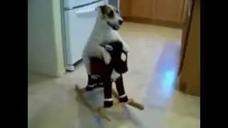 Cachorro mais inteligente do mundo
