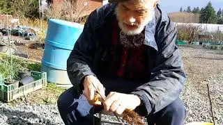 Grafting apple trees with Michael Dolan