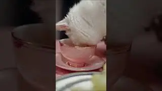 Еда на ночь!