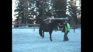 NH-lek med Vallis.mpg