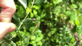 Flicking Japanese beetles might make you feel better