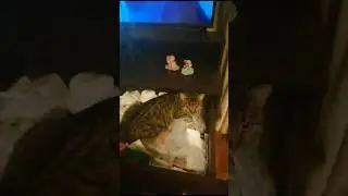 Where did you put the christmas tree??😂🐈‍⬛🎄? #animals #pets #funnyvideo #youtubeshorts #cat