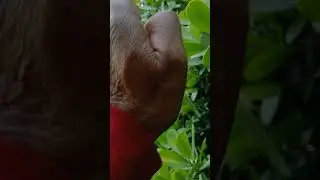 un animalito disecado
