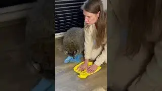 Dogs destroyed a house: a raccoon saved them