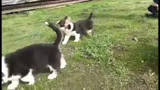 щенки вельш корги пемброк