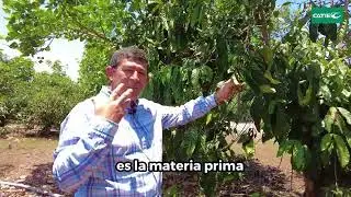 Colección Internacional de Café del CATIE