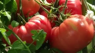 ТОМАТЫ - сорта, которые буду повторять! Обзор!