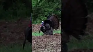 Getting Fancy #nwtf #turkeyhunting #hunt #hunting