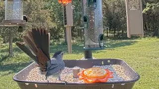Gray Catbird Goes For The Orange!  Beautiful Feather Display!