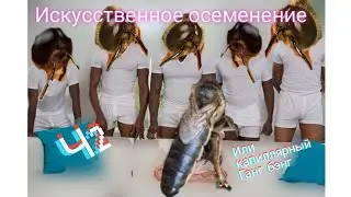 Искусственное осеменение или прямые руки, целый капилляр.