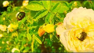 Golden Bugs In Roses