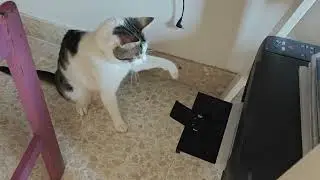 Cat vs Printer