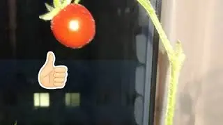 Урожай 2020