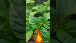 Chillis! 7POD 🔥