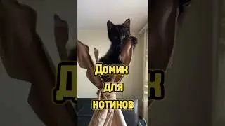 Нужен ли кошачий домик? 🐈 