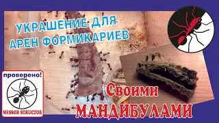 Формикарий. Украшения для муравьиной фермы своими мандибулами!