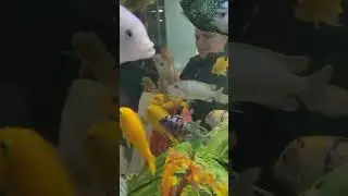 рыбки аквариумные. большой аквариум