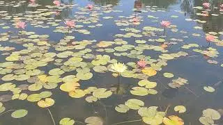 Pond with water lilies in a summer park.               Пруд с кувшинками в летнем парке
