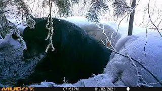 black bear den in the snow  - and trail camera photos