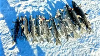 11 ЩУК ЗА НЕСКОЛЬКО ЧАСОВ ! ЖОР ЩУКИ В ГЛУХОЗИМЬЕ.